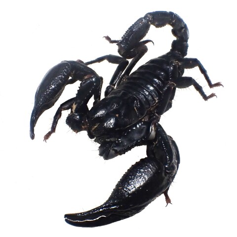 Heterometrus cimrmani (S.E. Saturn) 2025