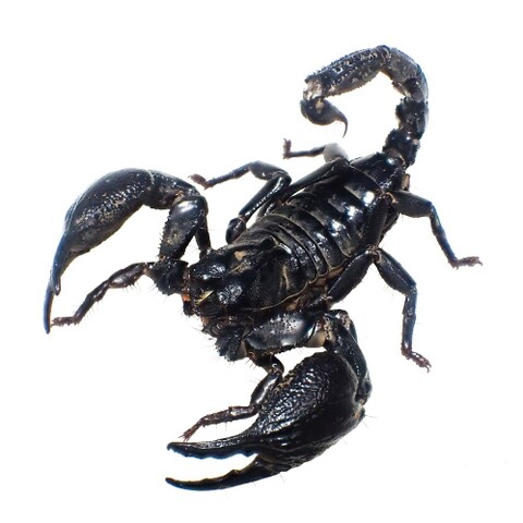 Heterometrus cimrmani (Muk Is.) 2025