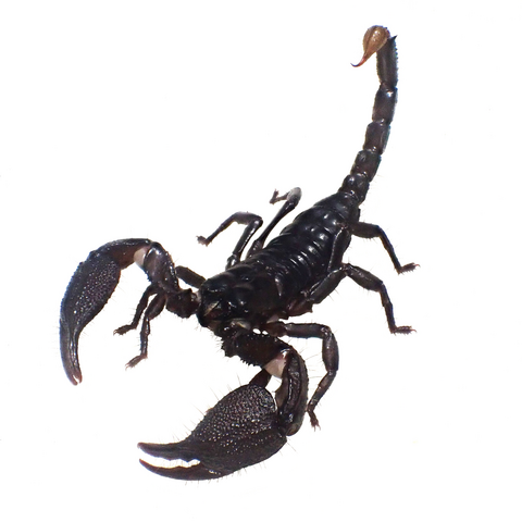 Srilankametrus indus (Sri Lanka) 2024