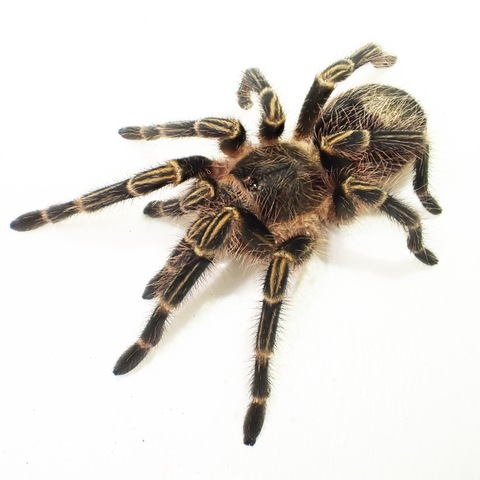 チャコジャイアントゴールデンストライプニー subad.