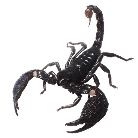 Srilankametrus serratus (Sri Lanka) 2024