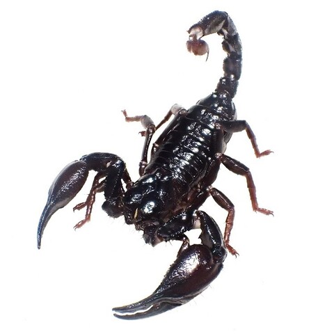 Heterometrus longimanus (Cebu Is. 単為生殖個体群) 2025