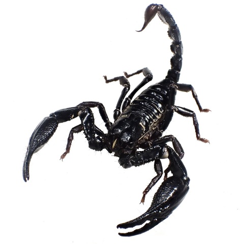 Heterometrus minotaurus (Phang Nga) 2025