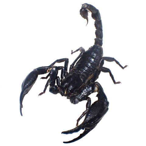 Heterometrus minotaurus (N. Ranong) 2025