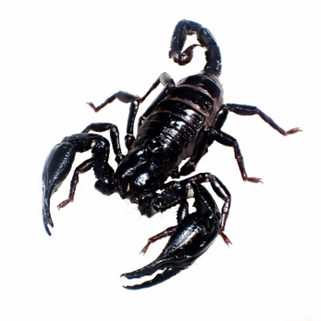 Heterometrus longimanus (Palawan Is. 単為生殖個体群) 2025