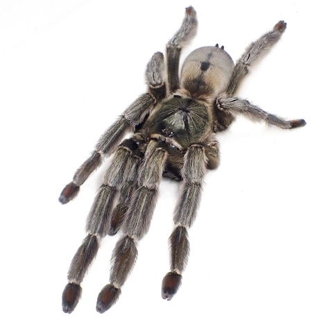 トリニダードシェブロン subad.