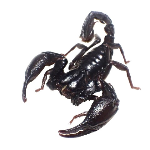 Heterometrus cimrmani (Songkhala) 2024