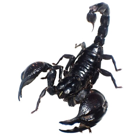 Heterometrus silenus (S. Cambodia) 2025