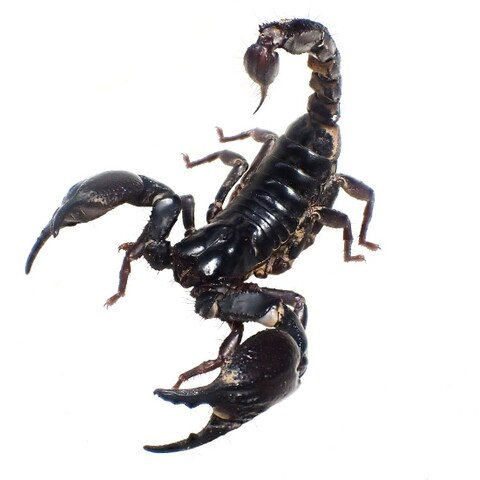Heterometrus laoticus (Chai Nat) 2025