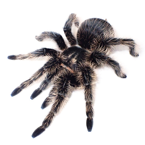 ニカラグアンカーリーヘアー ad.