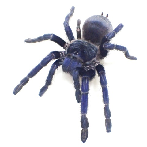 ブラジリアンブルー ad.