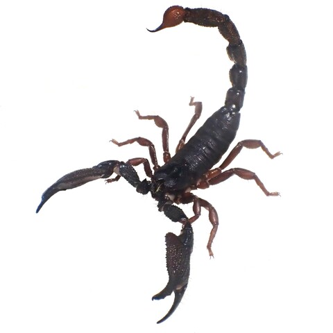 Gigantometrus swammerdami (India) 2025