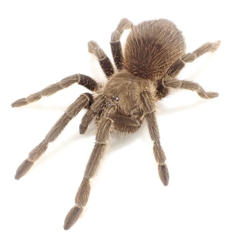 ブラジリアンファイヤーレッド subad.