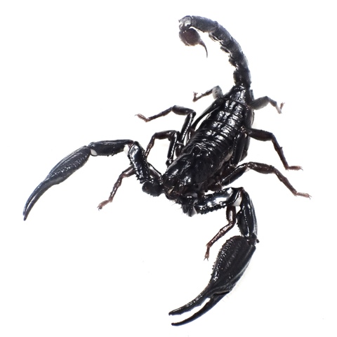 Heterometrus longimanus (Ubin Is.) 2025