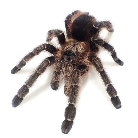 タラポトピンクトゥ subad.