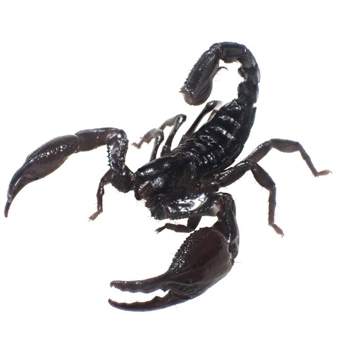 Heterometrus cimrmani (Songkhala) 2024