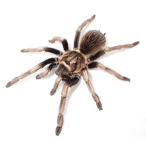 ペルビアンブロンド ad.