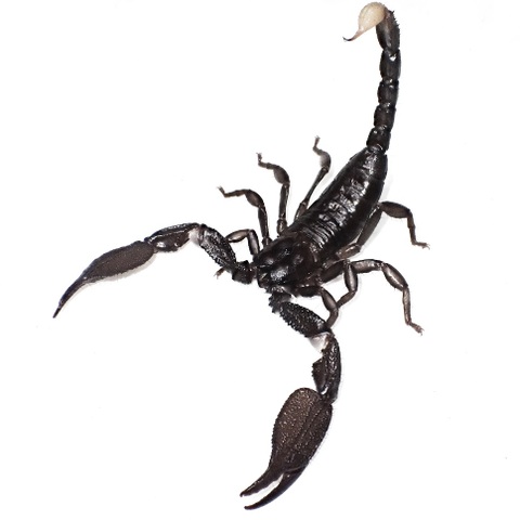 Chersonesometrus tristis (India) 2024