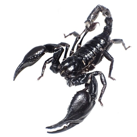 Heterometrus spinifer (Malaysia) 2025