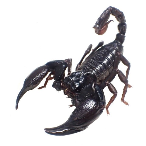 Heterometrus sp. (Khammouane) 2024