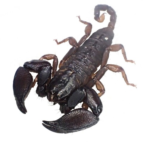 Liocheles sp. (Kanchanaburi) 2025 ※3匹set