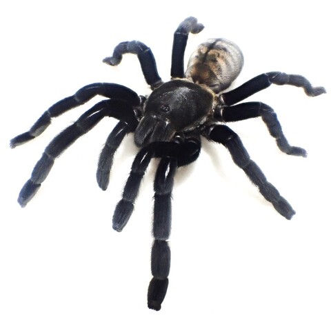 パノムゴールデンフリンジ ad.♀