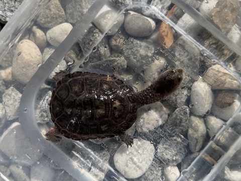 クロハラヘビクビガメ　2025CB 多甲