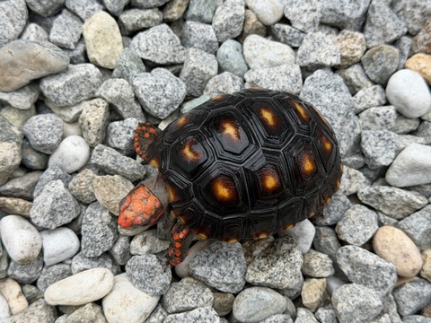 チェリーヘッドアカアシリクガメ　2025CB　1