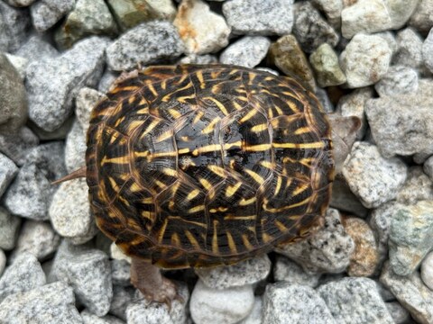 ミナミニシキハコガメ2024CB 完品