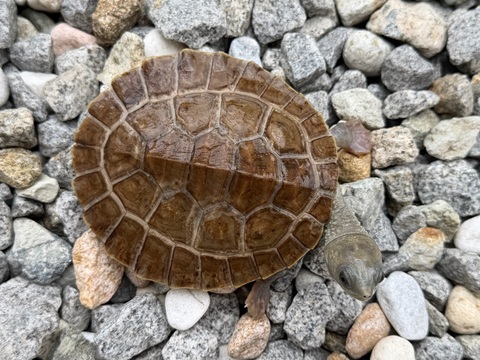 ブランデルカブトガメ　インドネシアWC