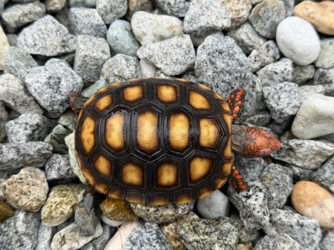 チェリーヘッドアカアシリクガメ　2026CB　2