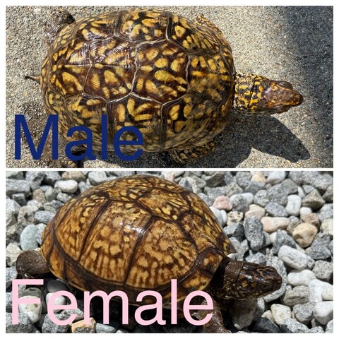 トウブハコガメ2025CB オレンジ真ん中点