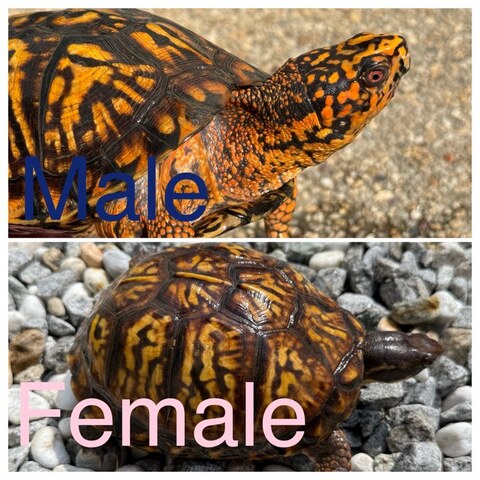 トウブハコガメ2025CB ピンク真ん中点