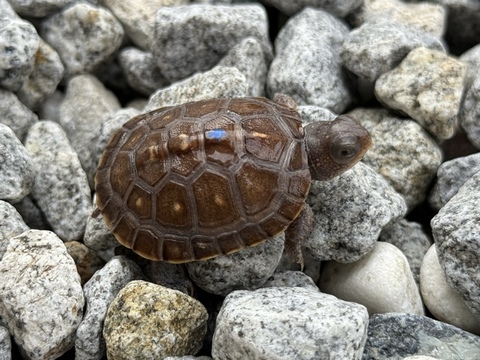 トウブハコガメ2025CB ブルー真ん中点