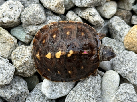 トウブハコガメ2025CB ピンク真ん中点　Bグレード