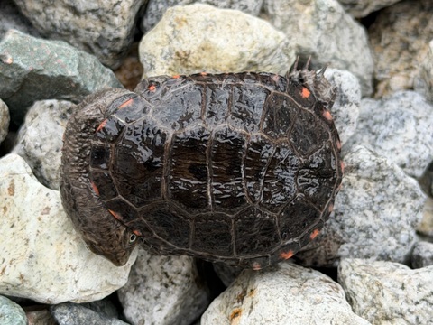 クロハラヘビクビガメ　2025CB 多甲