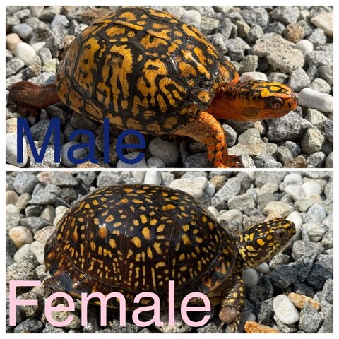 トウブハコガメ2025CB ブルー左点