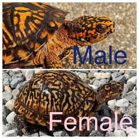 トウブハコガメ2025CB ホワイト左点