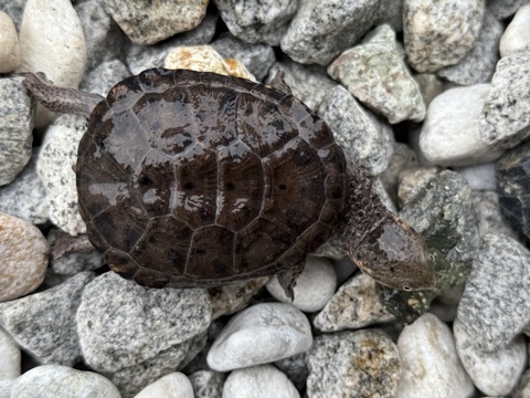 クロハラヘビクビガメ　2025CB 完品