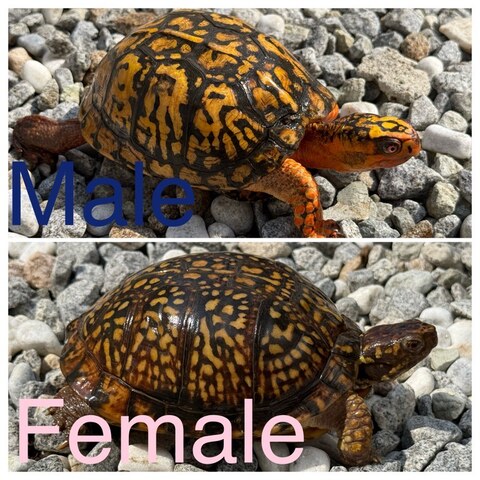 トウブハコガメ2025CB オレンジ右点