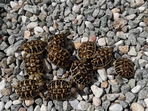 ニシヘルマンリクガメ　イタリアCB　プーリア