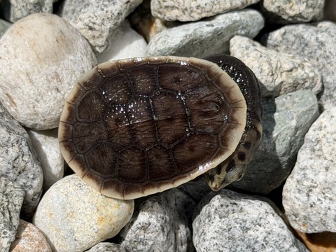 パーカーナガクビガメ　2026CB　完品