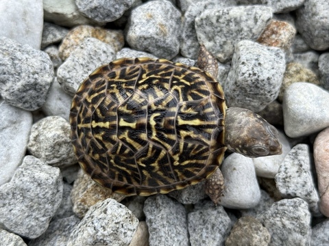 ミナミニシキハコガメ2025CB 完品