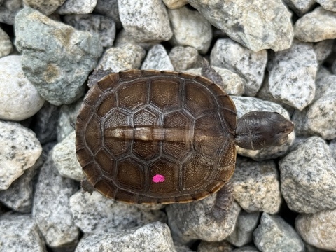 トウブハコガメ2025CB ピンク右点