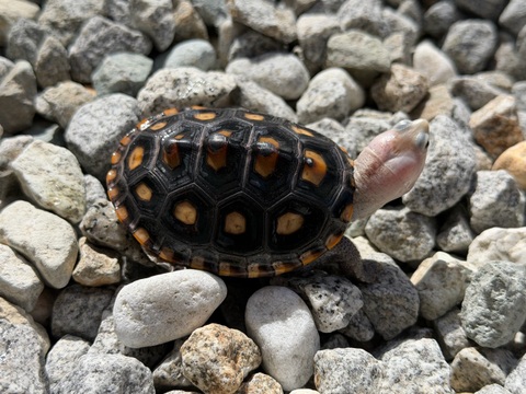 オルナータダイヤモンドバックテラピン　2025CB 