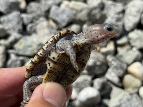 オルナータダイヤモンドバックテラピン　2025CB 