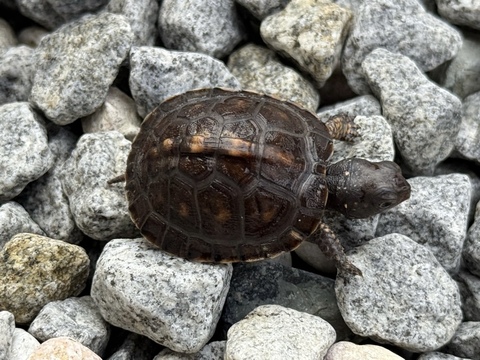 トウブハコガメ2025CB ブラック左点 多甲