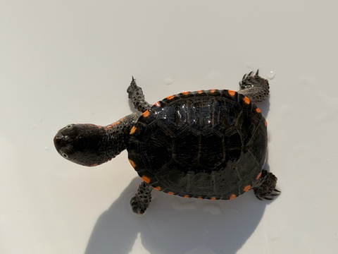 クロハラヘビクビガメ　2025CB 多甲　No1