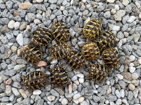 アクアプラント 守亜 玄武 ホシガメ ハコガメ