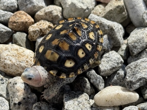 オルナータダイヤモンドバックテラピン　2025CB  多甲　TSDメス